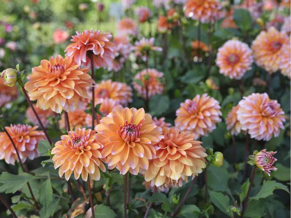 Dahlia 'Peaches & Vanilla'